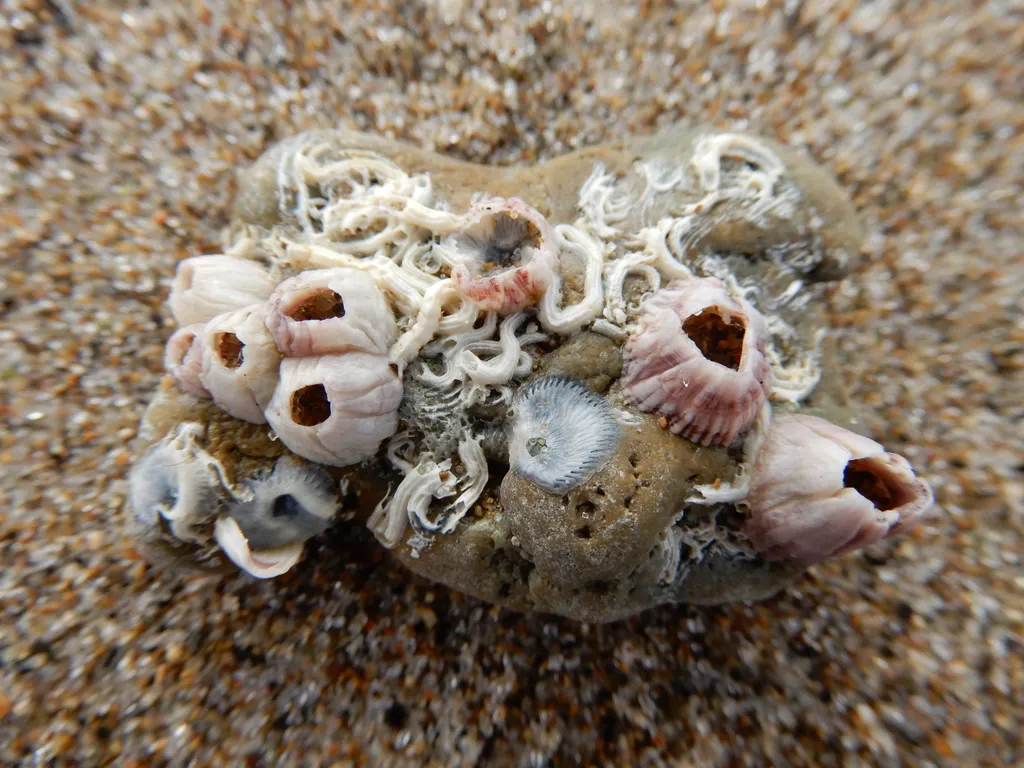 Barnacle - Identification Guide