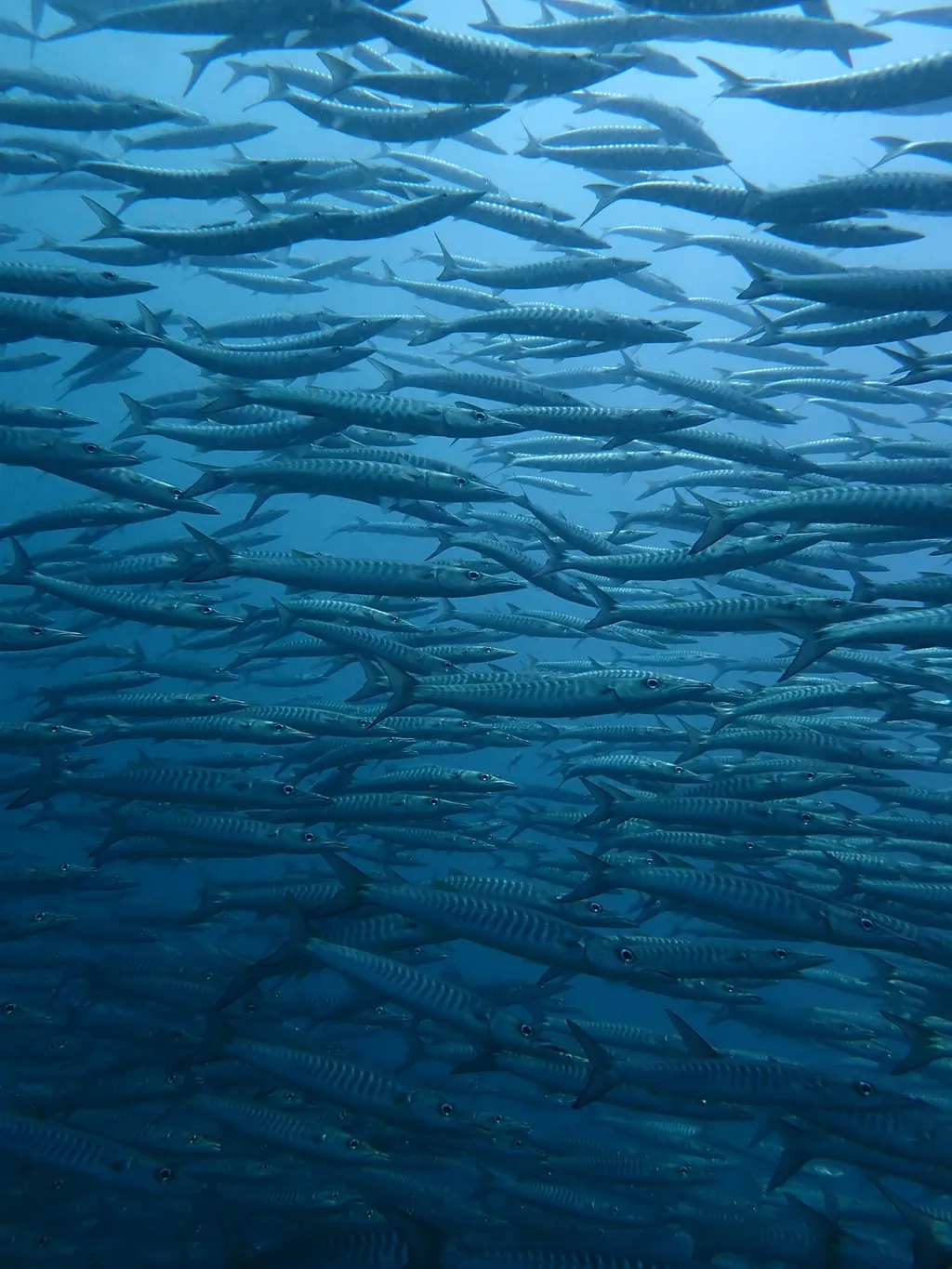 海狼 - 潜水观察笔记
