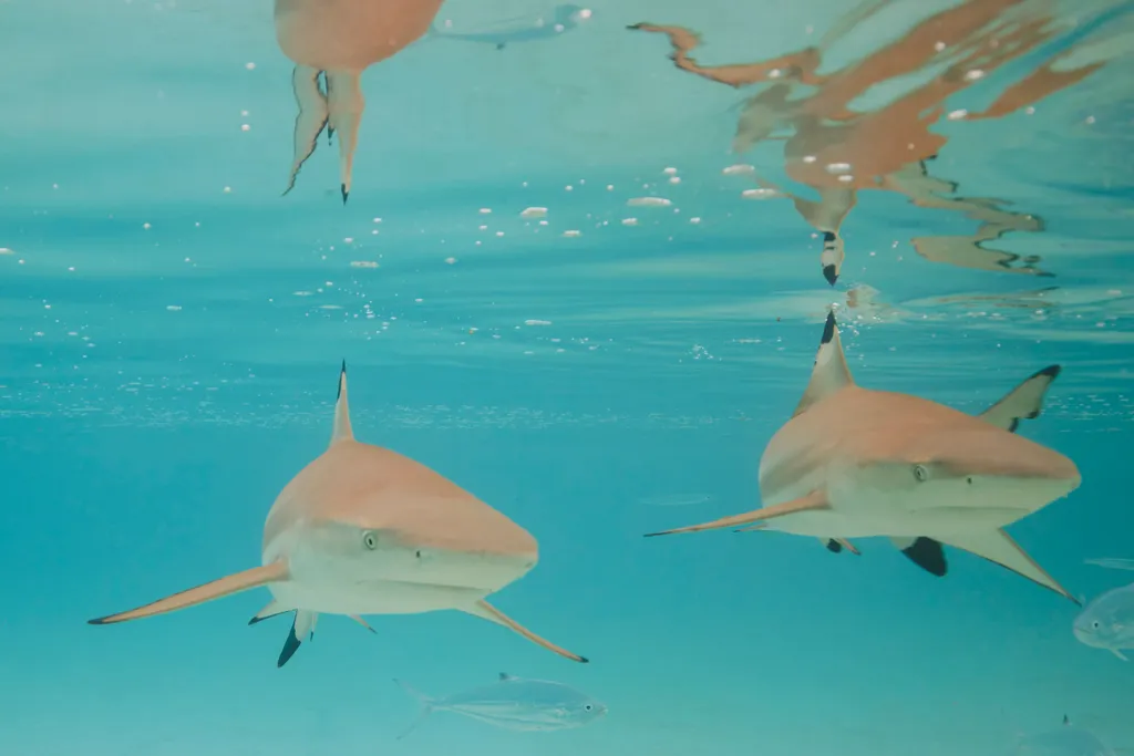 黑鳍礁鲨 - 潜水观察笔记