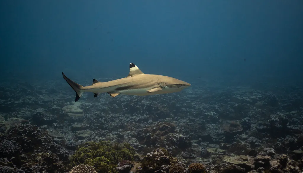 黑鳍礁鲨