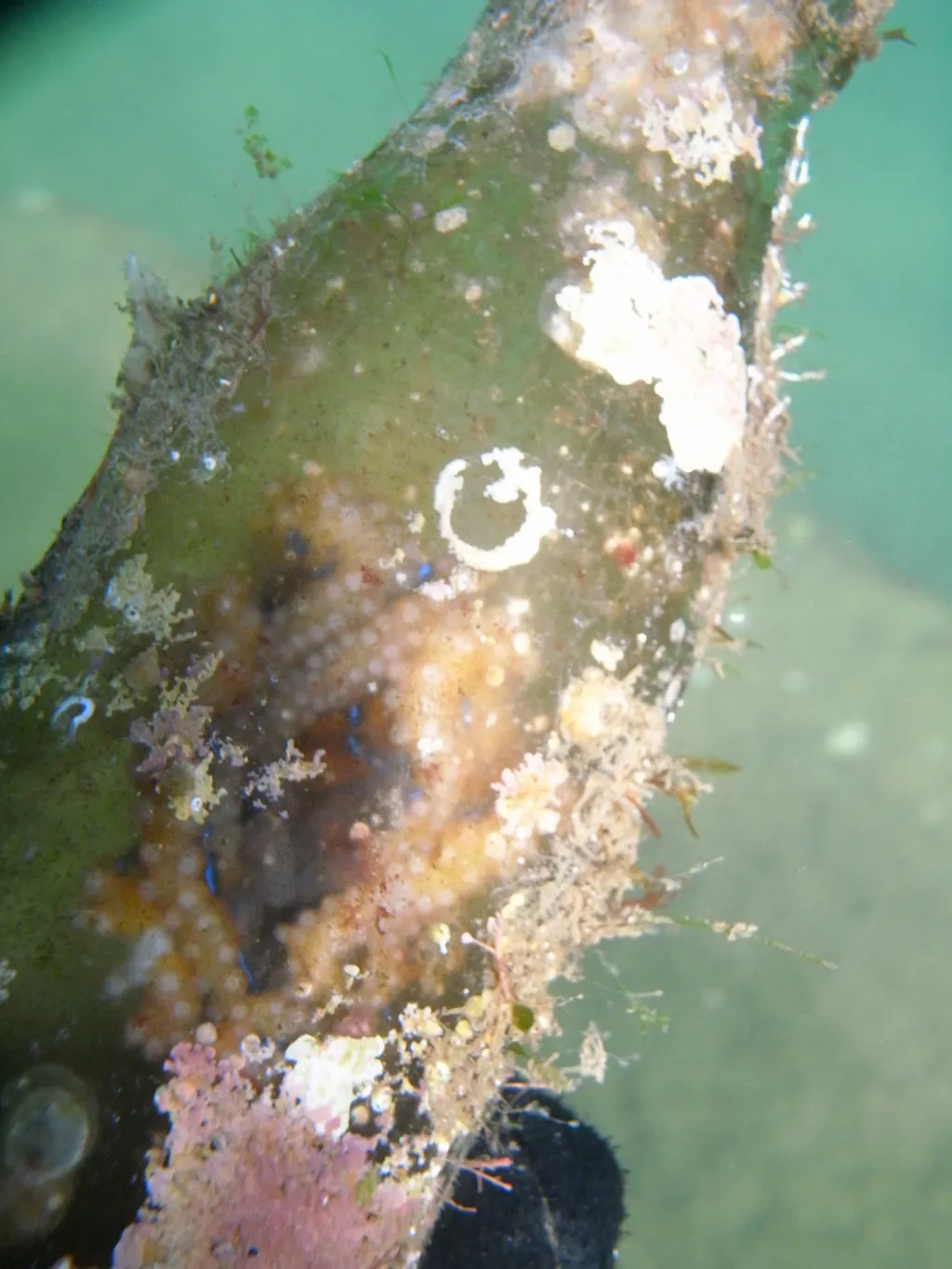Blue-ringed Octopus - Top 10 Fun Facts about Blue-ringed Octopus