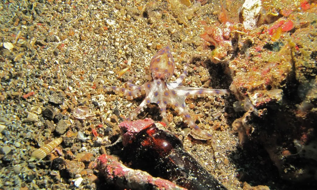Blue-ringed Octopus - Diving & Observation Notes