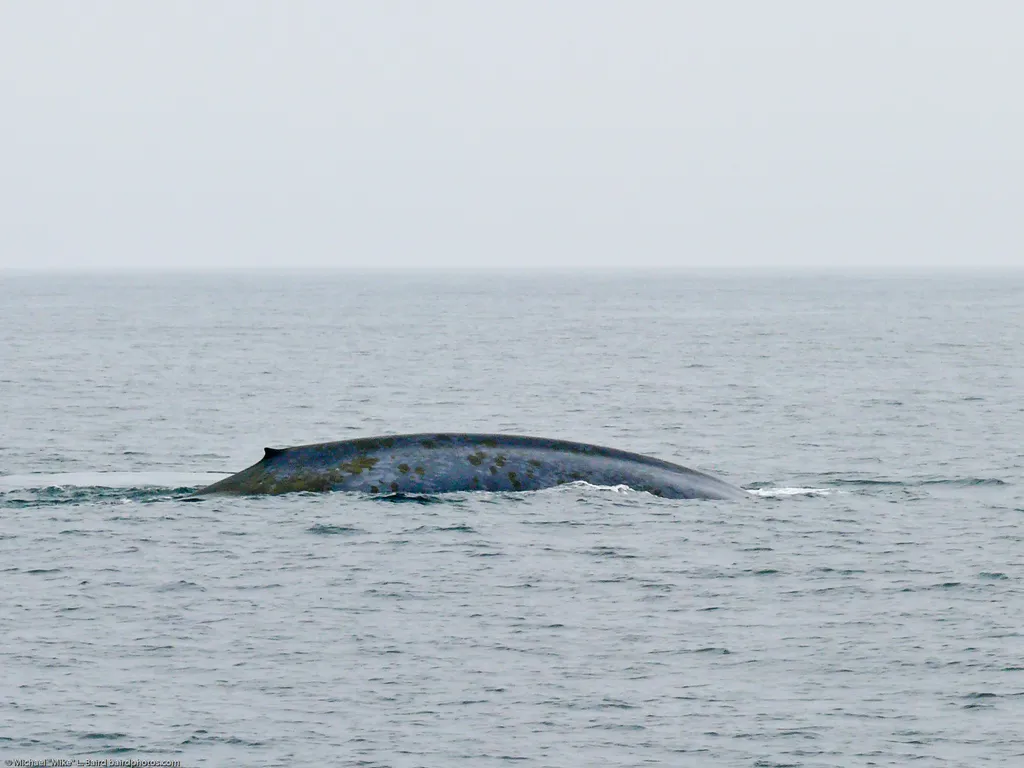 Blue Whale