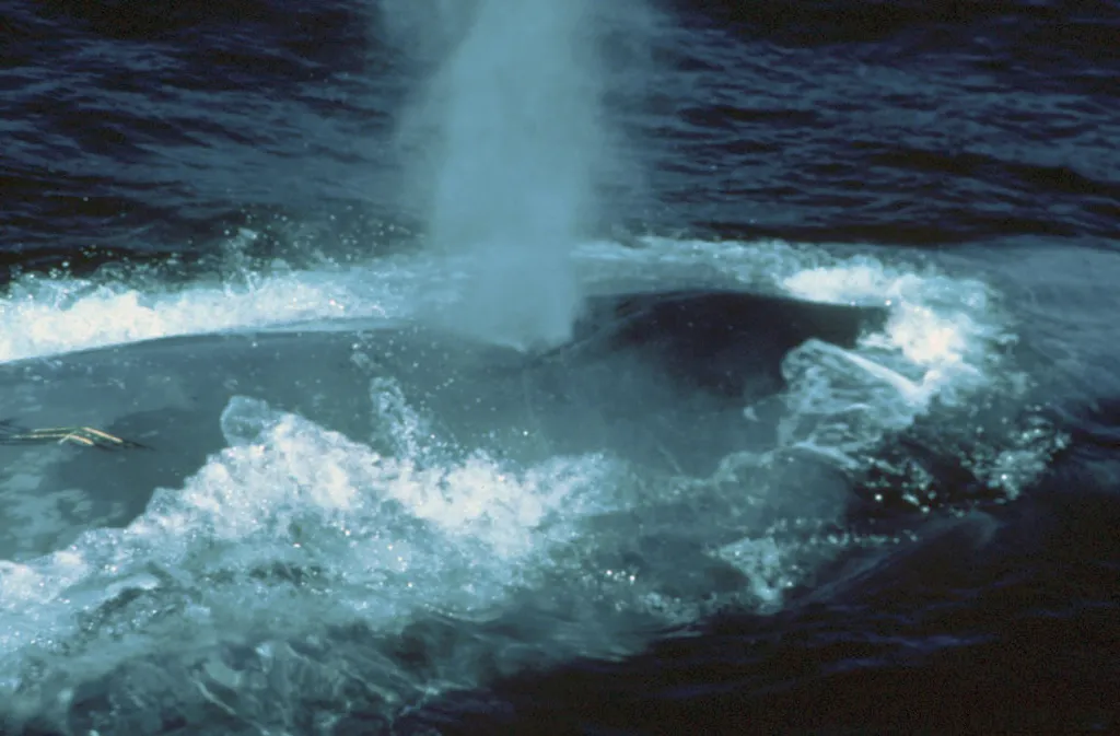 Blue Whale - Identification Guide