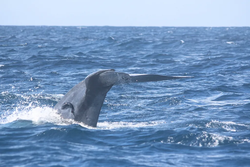 Blue Whale - Top 10 Fun Facts about Blue Whale