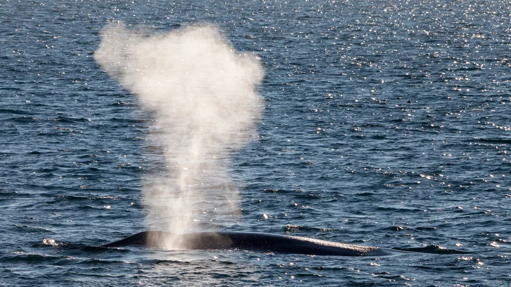 Blue Whale - Diving & Observation Notes