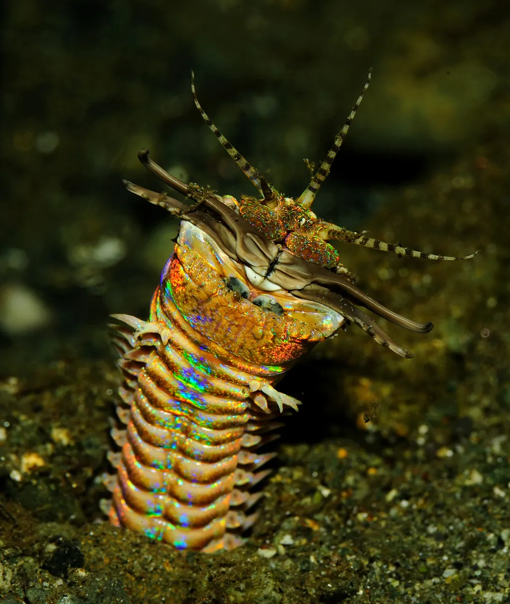 Bobbit Worm - Identification Guide