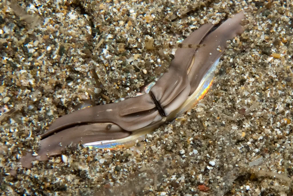 Bobbit Worm - Diving & Observation Notes