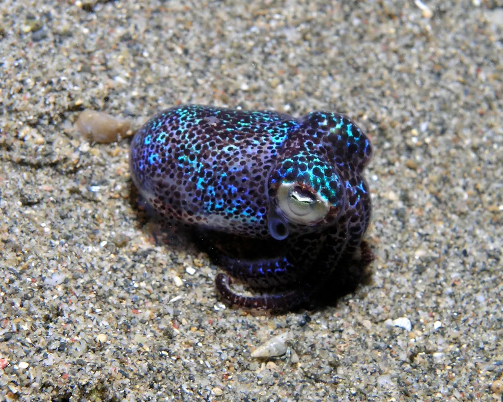 Bobtail Squid