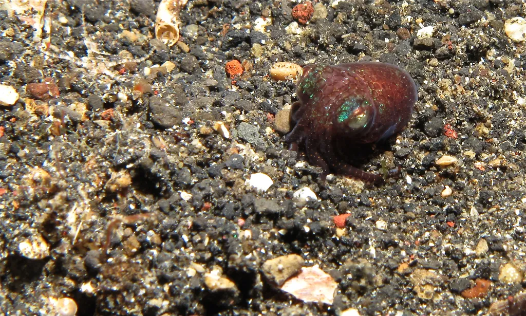 Bobtail Squid - Identification Guide