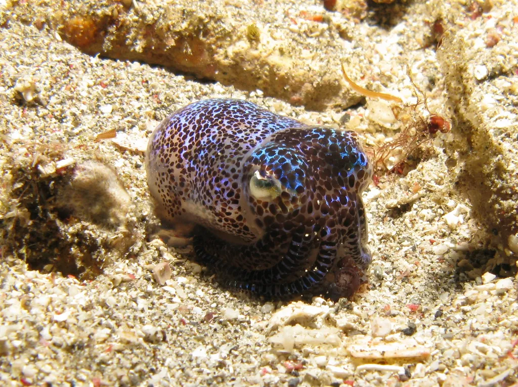 Bobtail Squid - Diving & Observation Notes