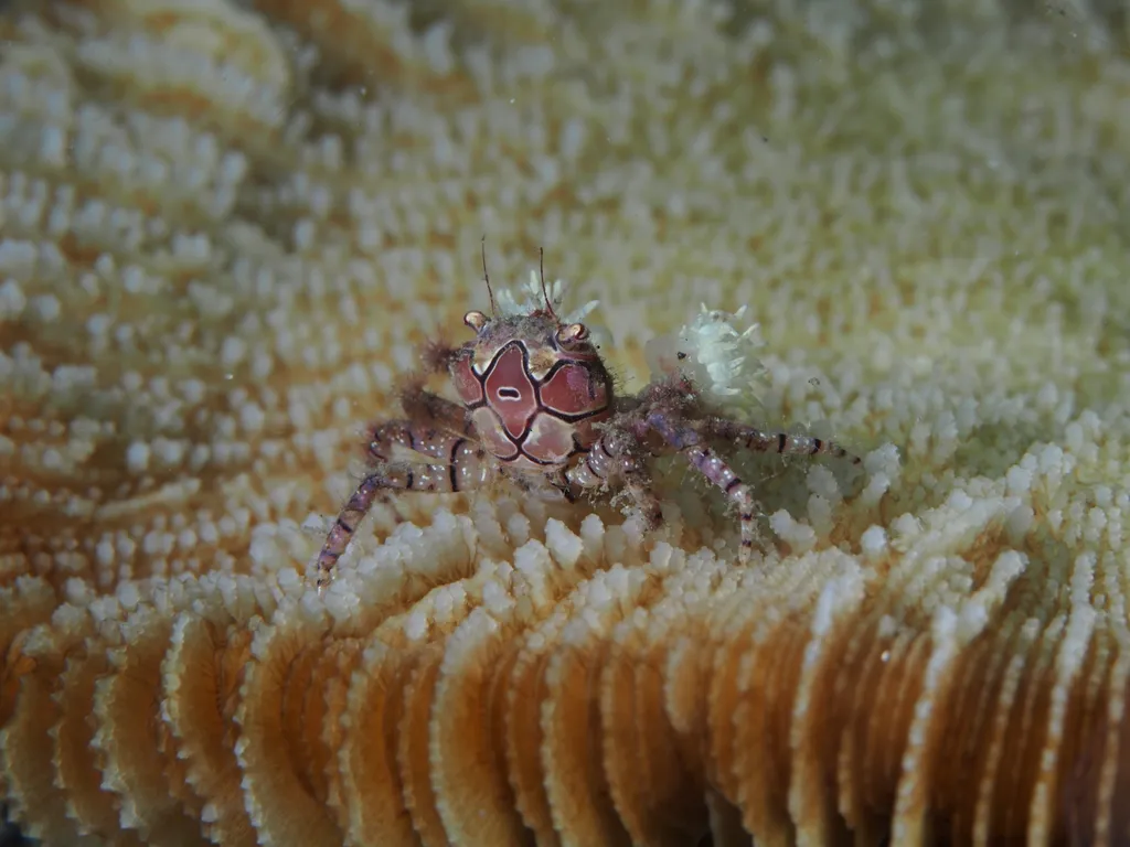 Boxer Crab