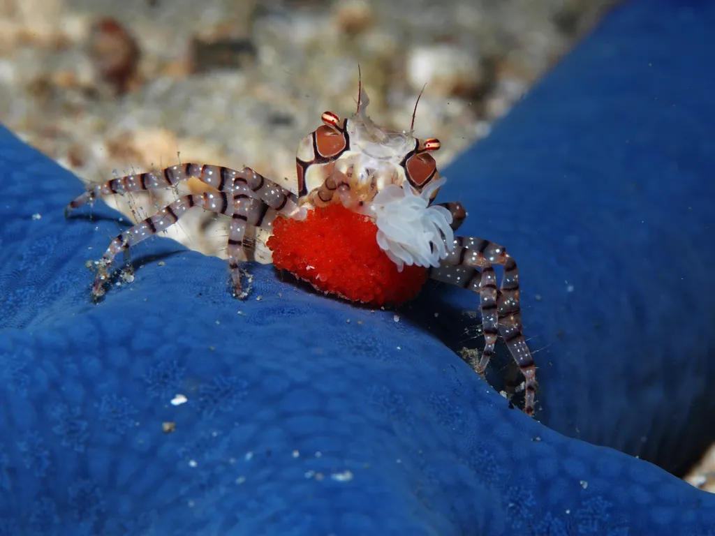 Boxer Crab - Identification Guide
