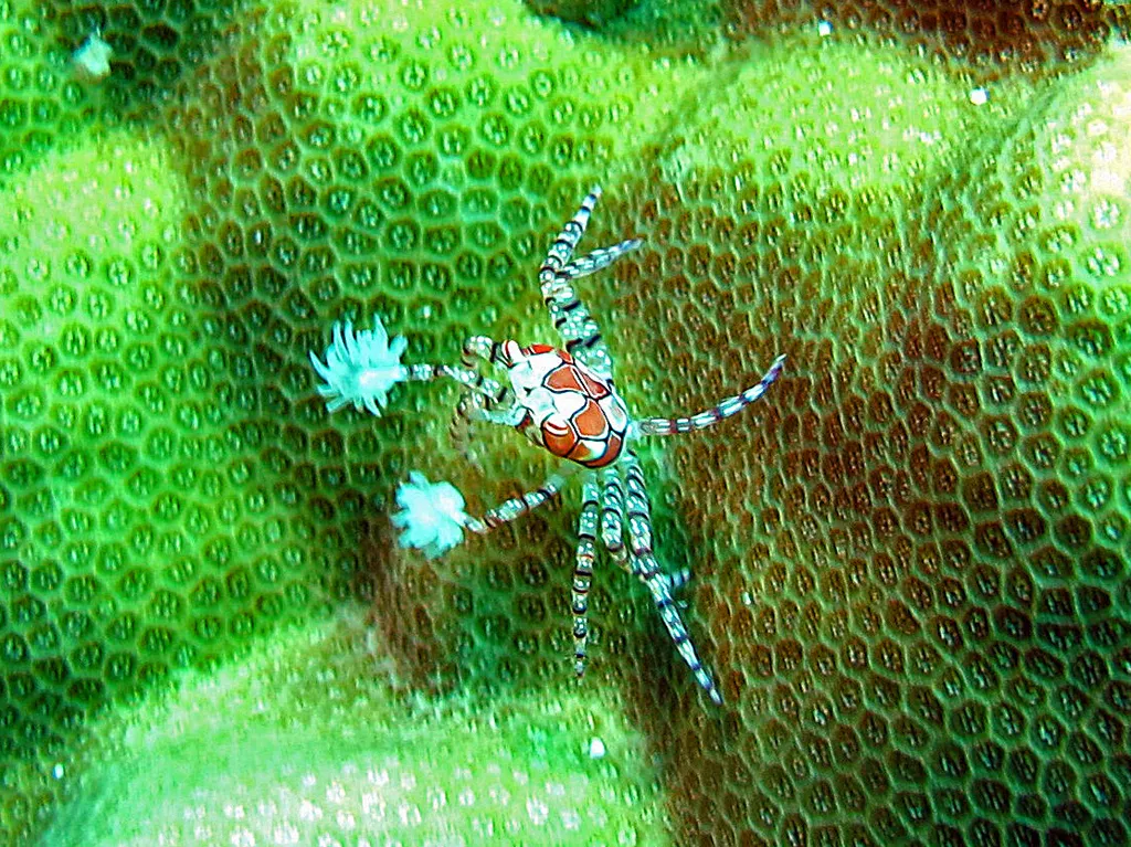 Boxer Crab - Top 10 Fun Facts about Boxer Crab