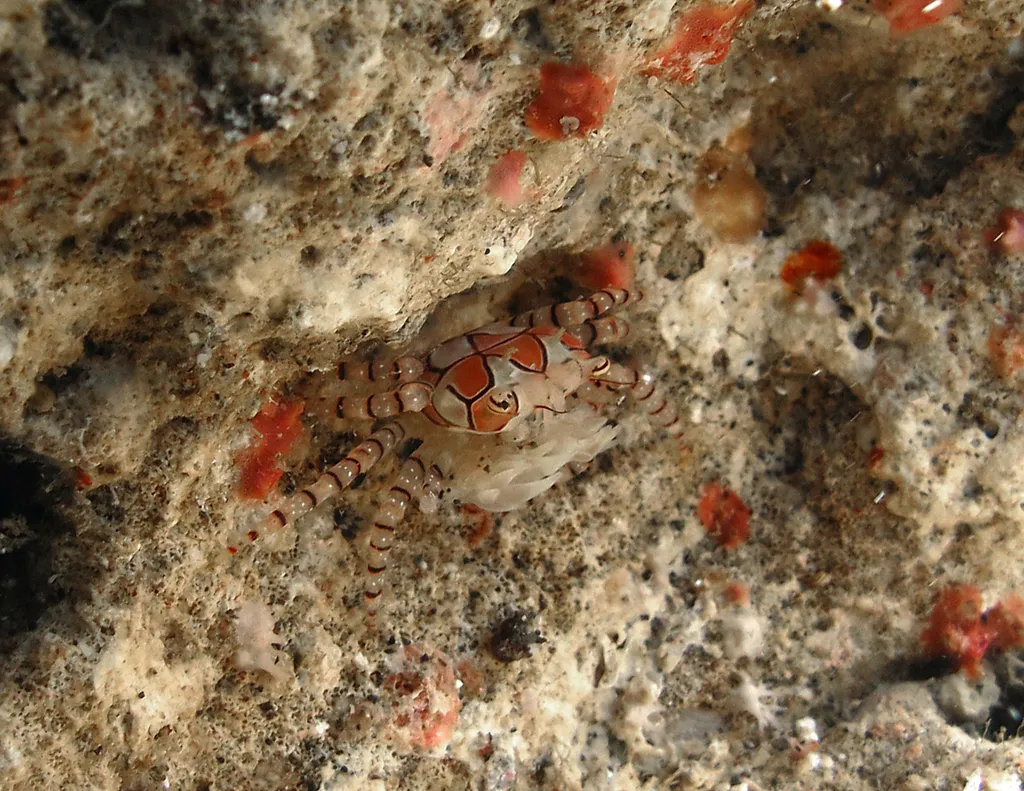 Boxer Crab - Diving & Observation Notes