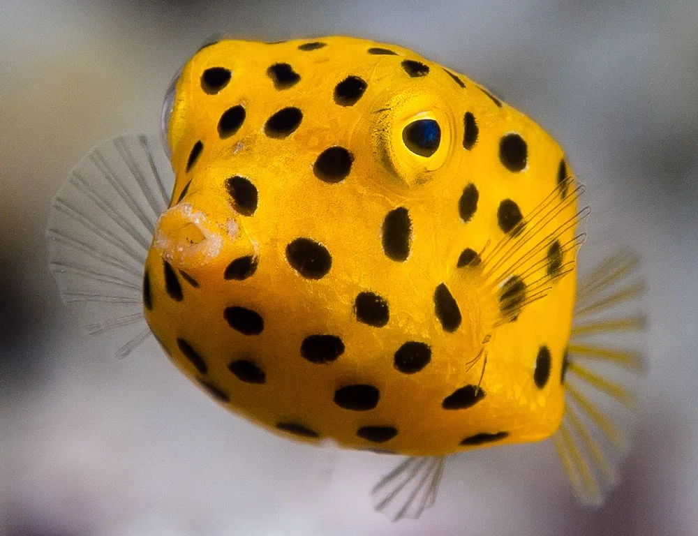 Boxfish