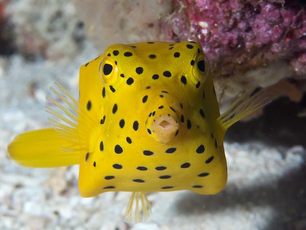 Boxfish - Identification Guide