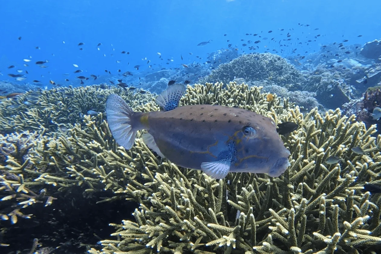 Boxfish - Top 10 Fun Facts about Boxfish