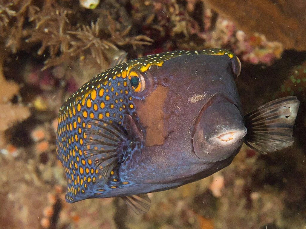Boxfish - Diving & Observation Notes