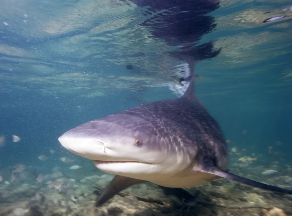 Bull Shark - Identification Guide