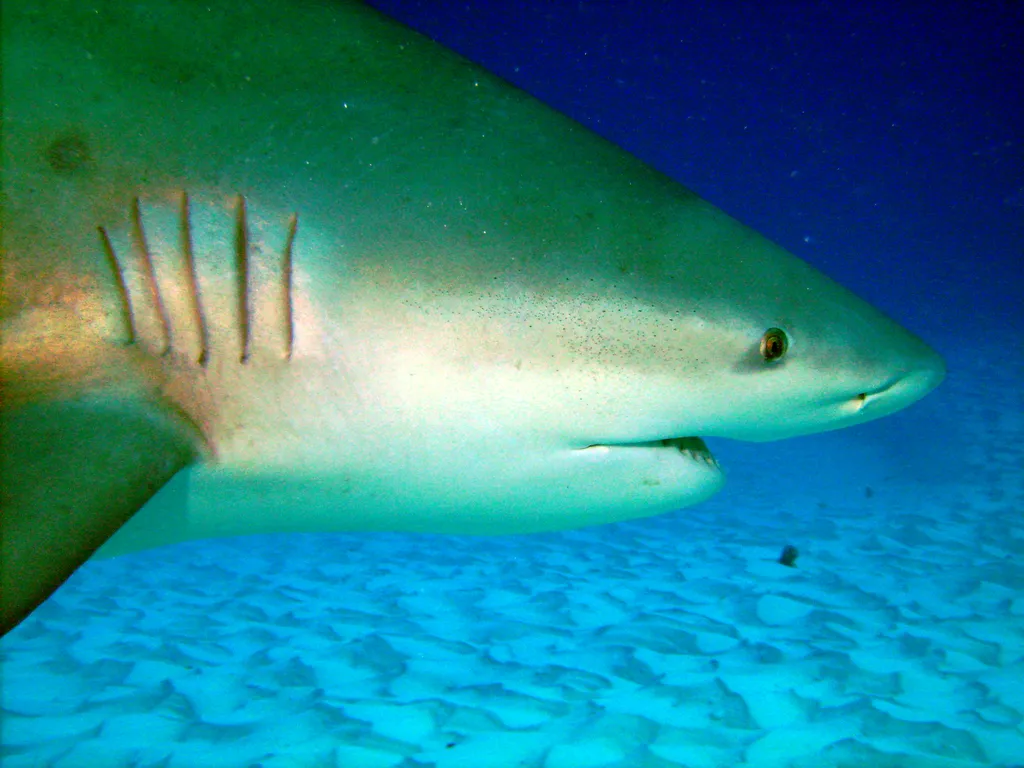 Bull Shark - Top 10 Fun Facts about Bull Shark
