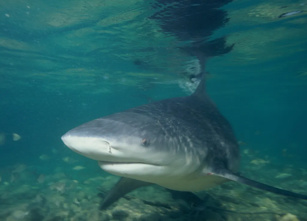Bull Shark - Diving & Observation Notes