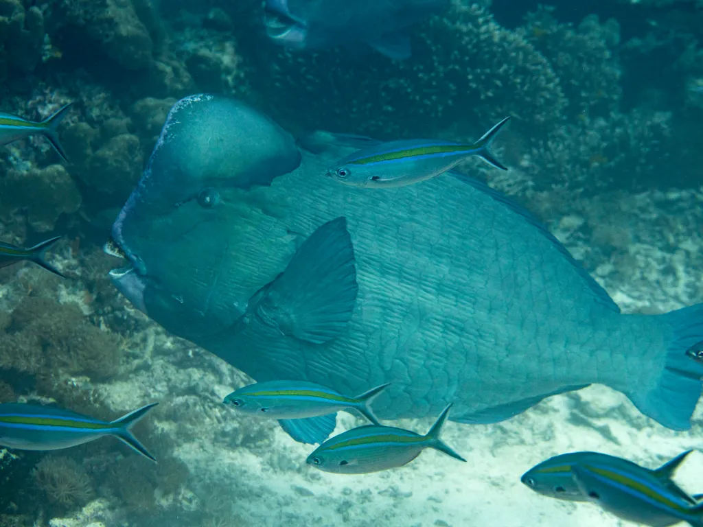 Bumphead Parrotfish