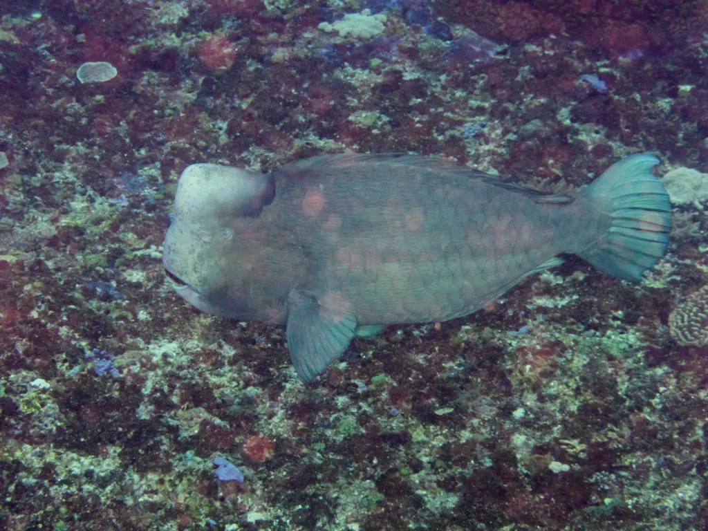 Bumphead Parrotfish - Identification Guide