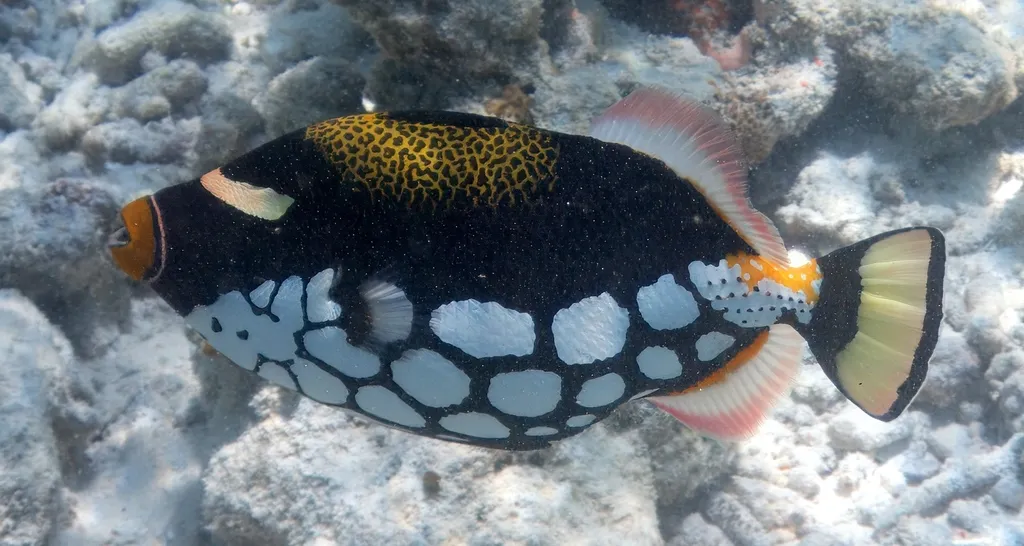 Clown Triggerfish