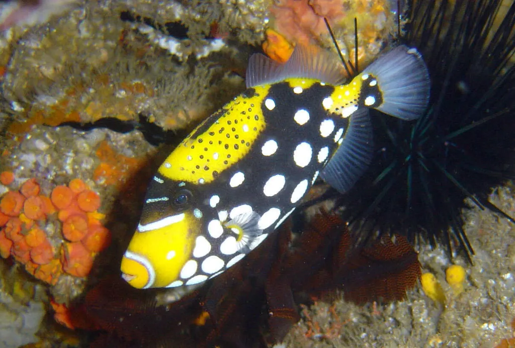 Clown Triggerfish - Identification Guide