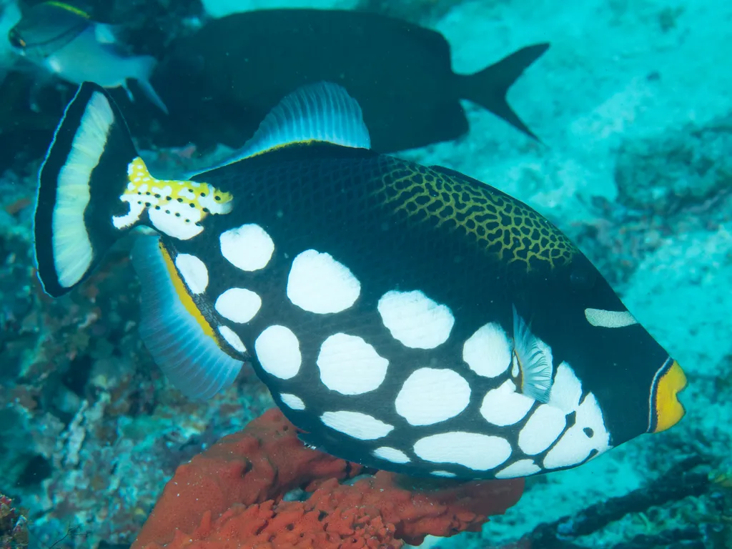 Clown Triggerfish - Top 10 Fun Facts about Clown Triggerfish