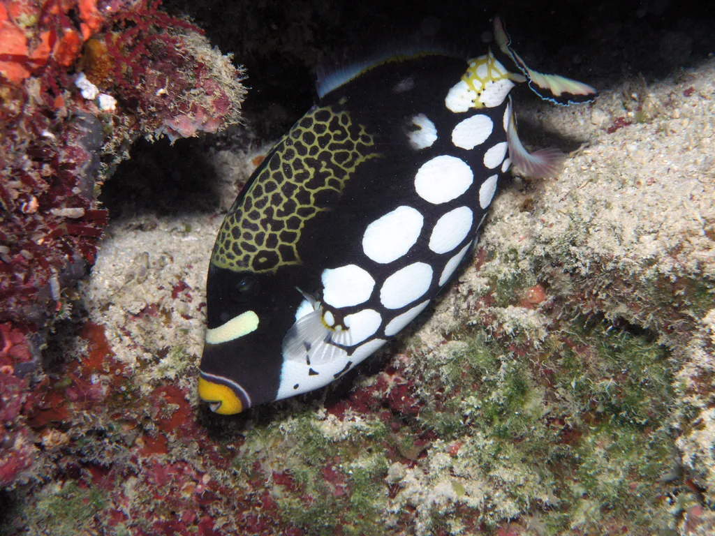 Clown Triggerfish - Diving & Observation Notes