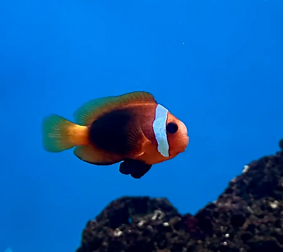 小丑鱼 - 识别指南