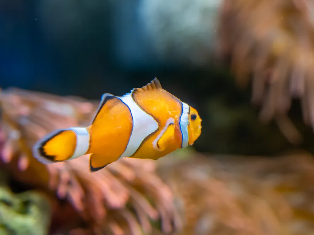 小丑鱼 - 潜水观察笔记