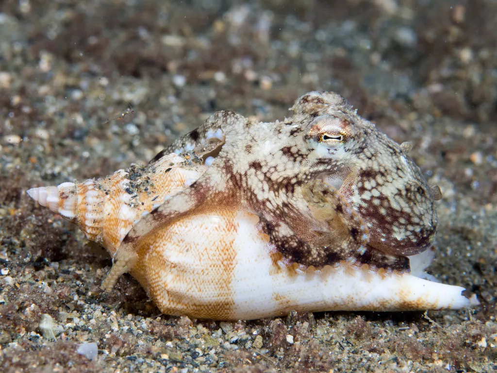 Coconut Octopus