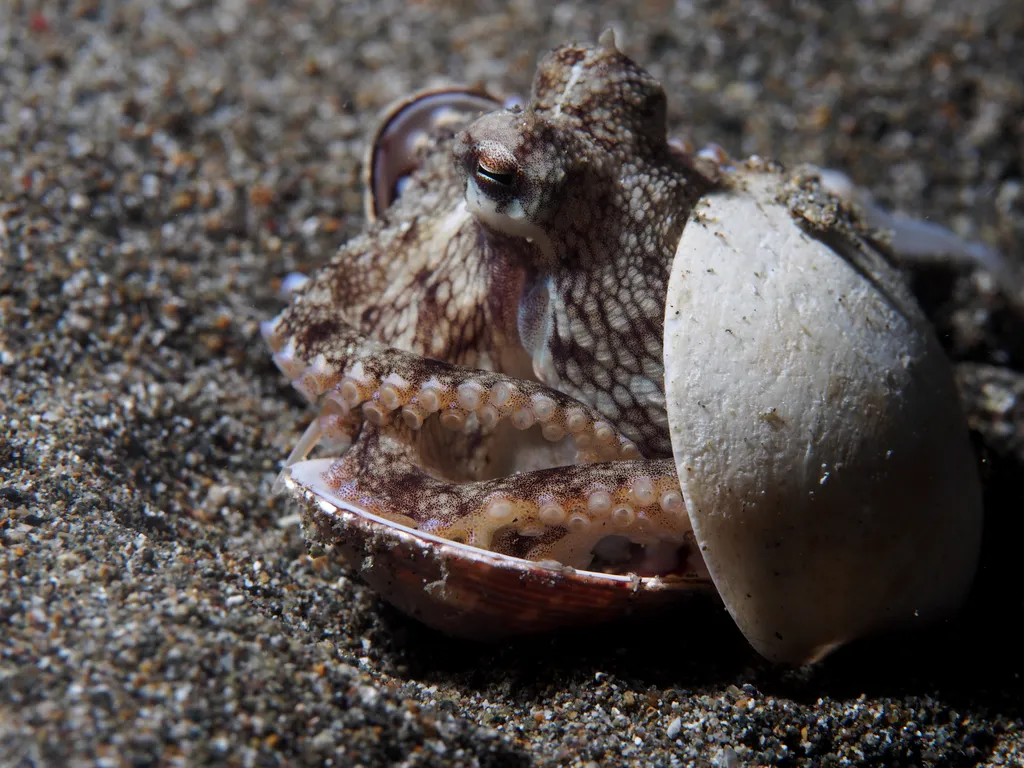 Coconut Octopus - Diving & Observation Notes