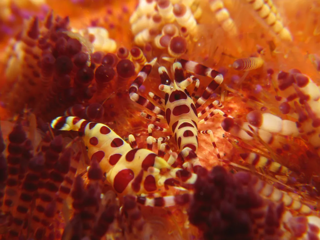 Coleman Shrimp