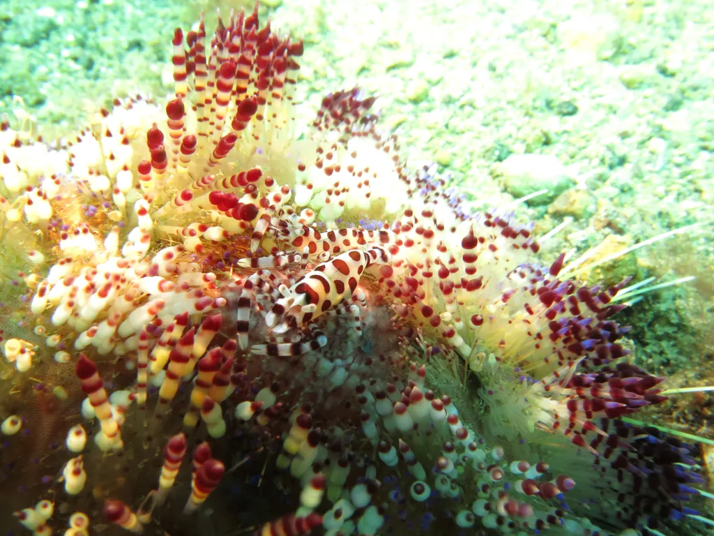 Coleman Shrimp - Identification Guide