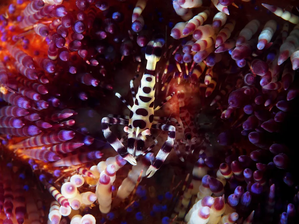 Coleman Shrimp - Top 10 Fun Facts about Coleman Shrimp