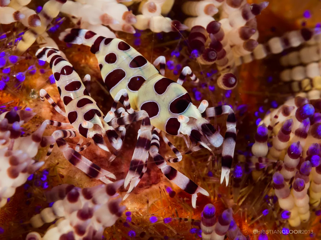 Coleman Shrimp - Diving & Observation Notes
