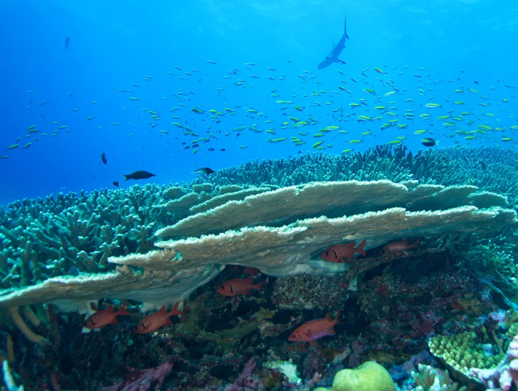 Coral - Identification Guide