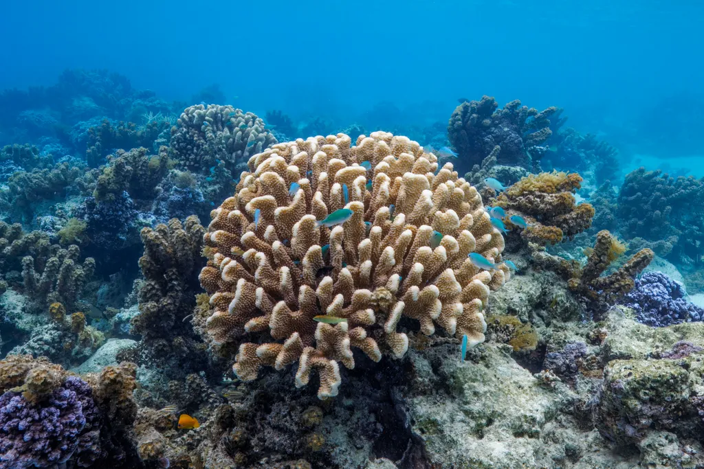 Coral - Top 10 Fun Facts about Coral