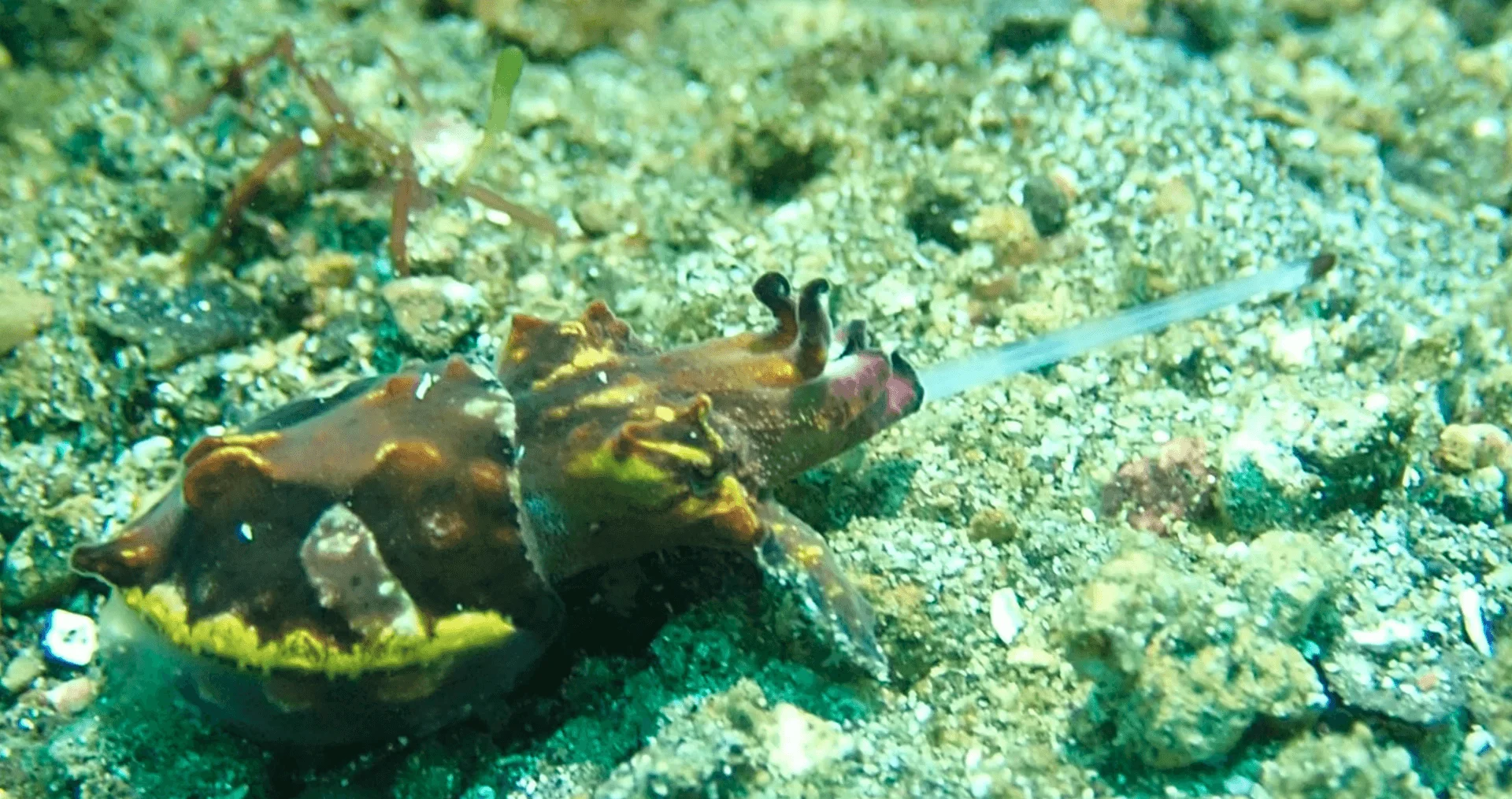 Cuttlefish - Identification Guide