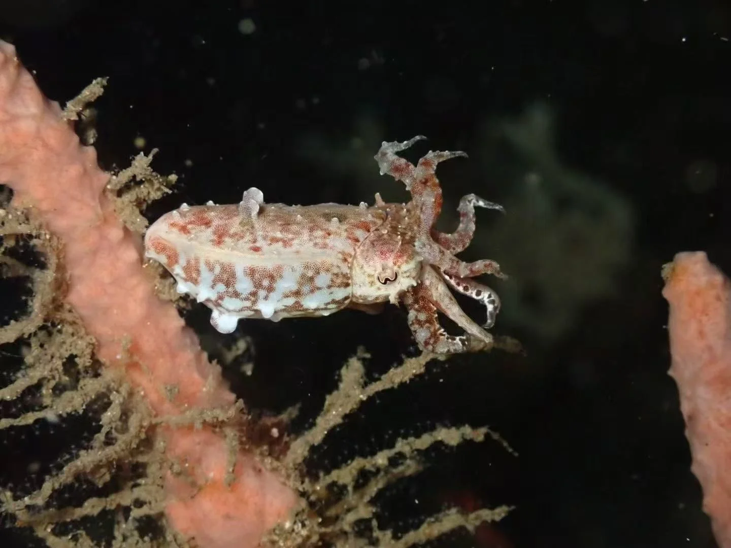 Cuttlefish - Top 10 Fun Facts about Cuttlefish