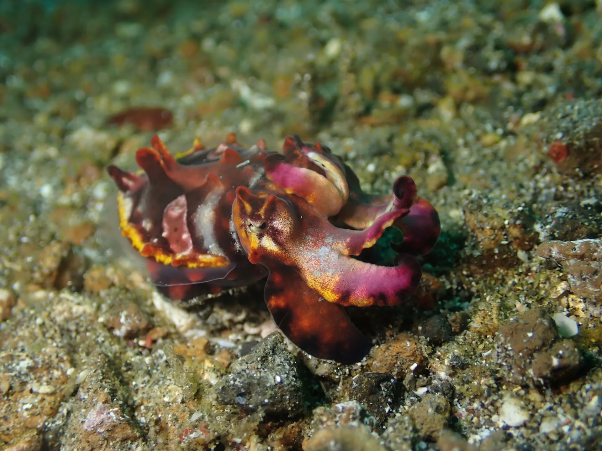 Cuttlefish - Diving & Observation Notes