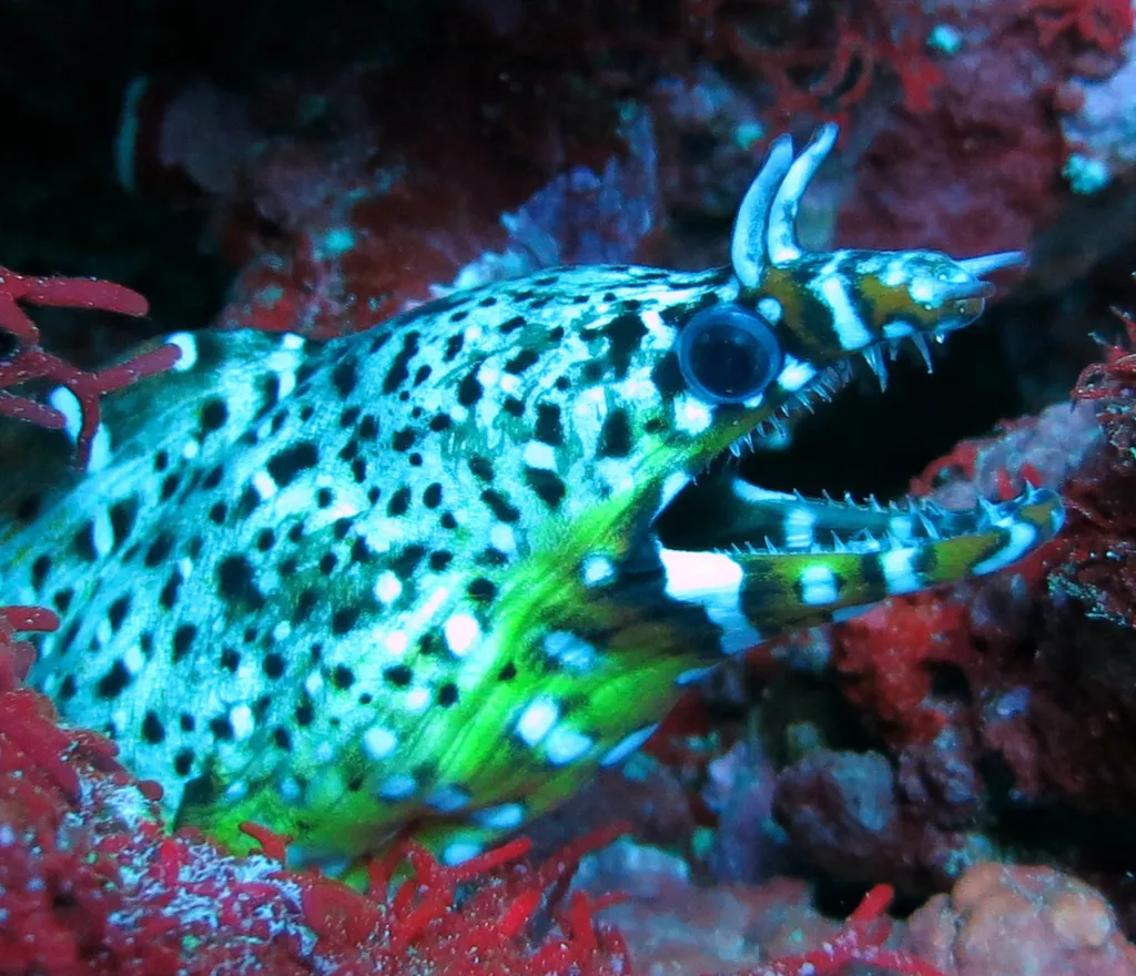 Dragon Moray Eel
