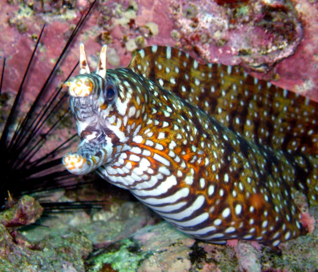 Dragon Moray Eel - Identification Guide