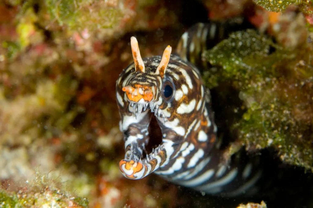 Dragon Moray Eel - Top 10 Fun Facts about Dragon Moray Eel