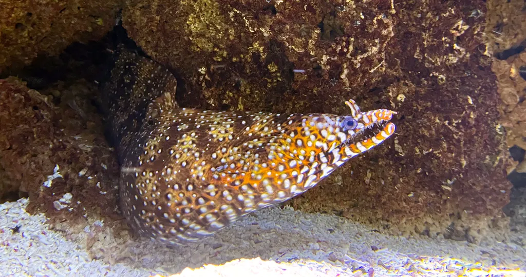 Dragon Moray Eel - Diving & Observation Notes