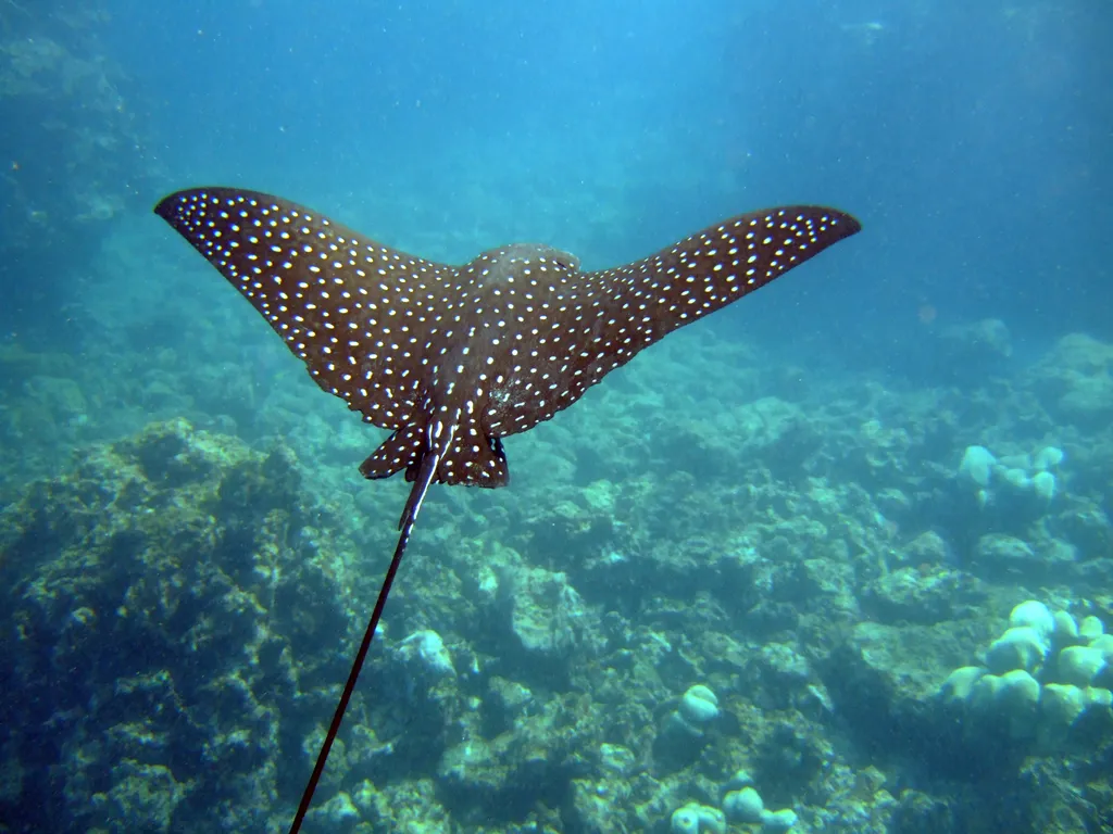Eagle Rays